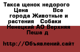 Такса щенок недорого › Цена ­ 15 000 - Все города Животные и растения » Собаки   . Ненецкий АО,Верхняя Пеша д.